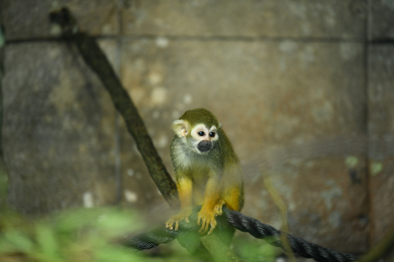 squirrel monkey (in indoor section)