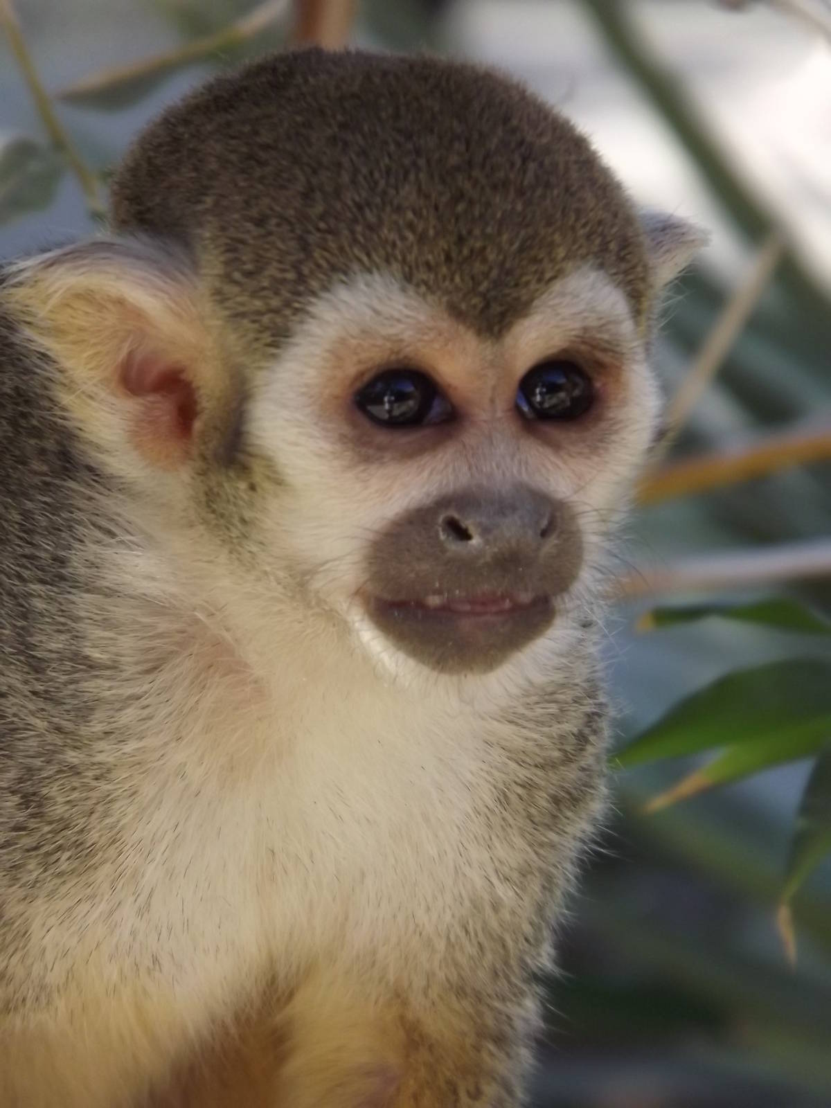 Squirrel Monkey in Monkey Village