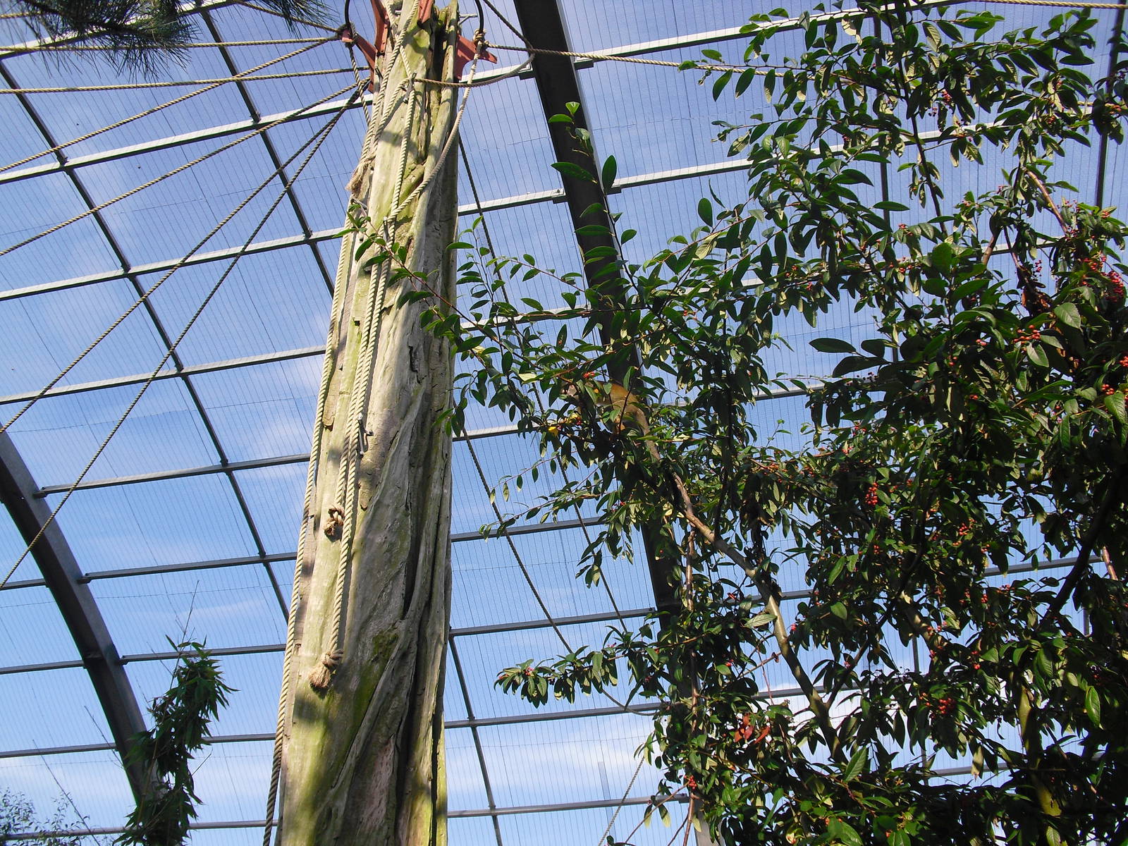 Squirrel Monkey in the trees - 01/10/2011