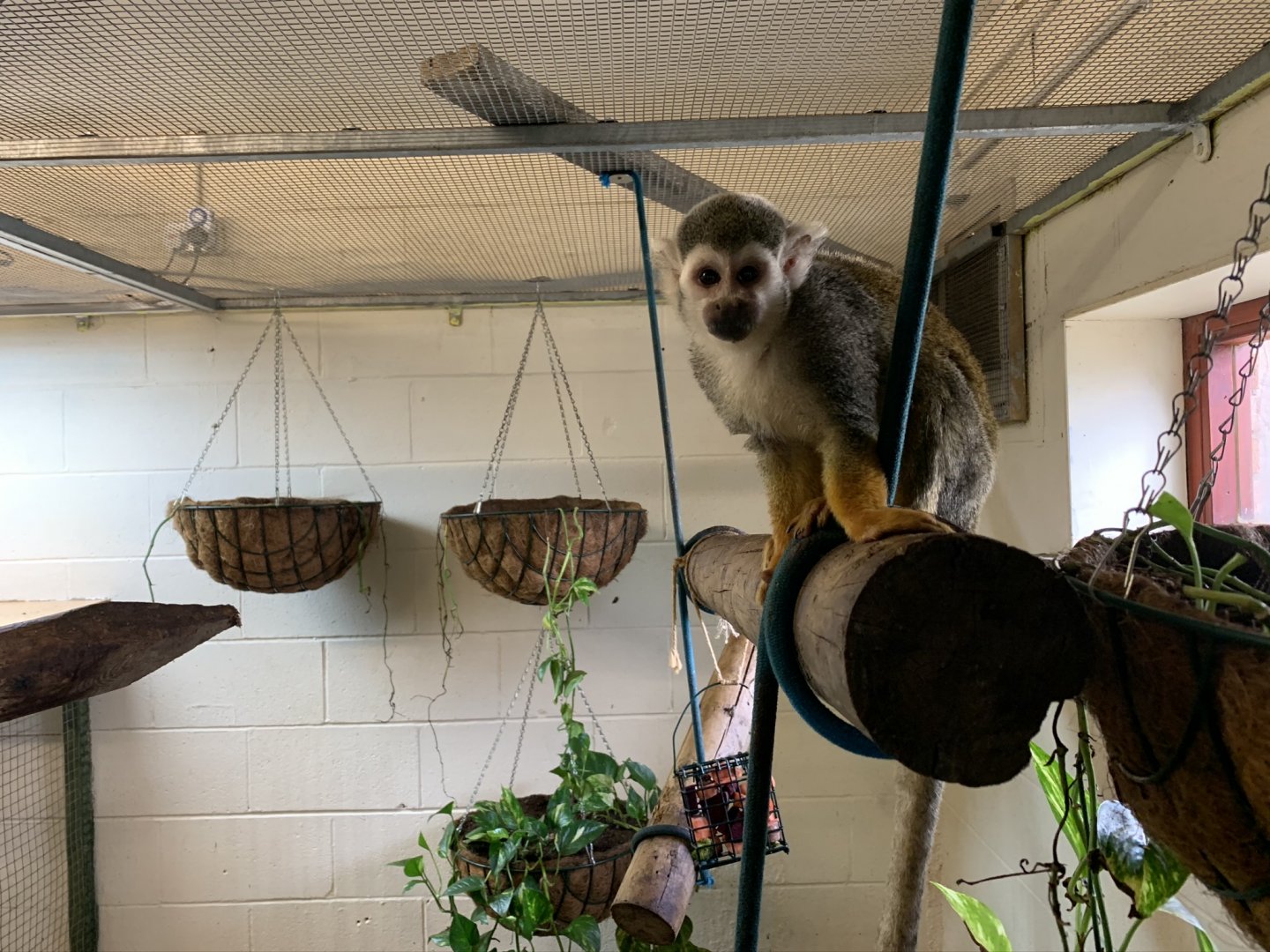Squirrel Monkey Indoor Enclosure at Northumberland College Zoo (2020)