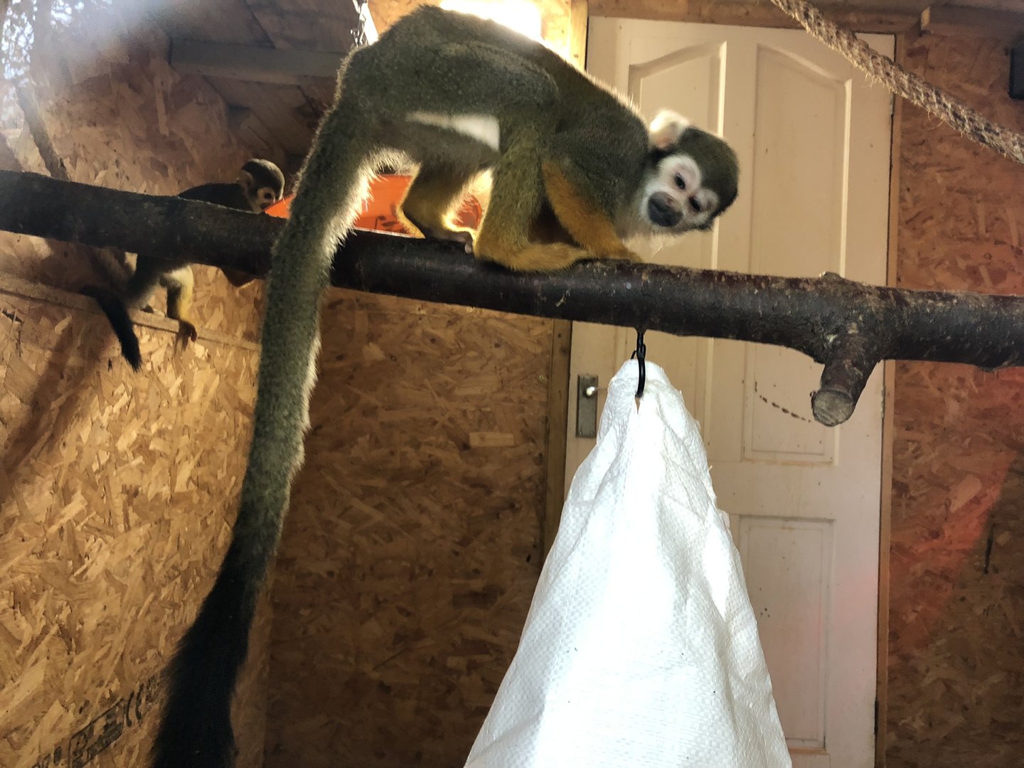 Squirrel Monkey Indoor Enclosure at Ponderosa Zoo (October 2022)