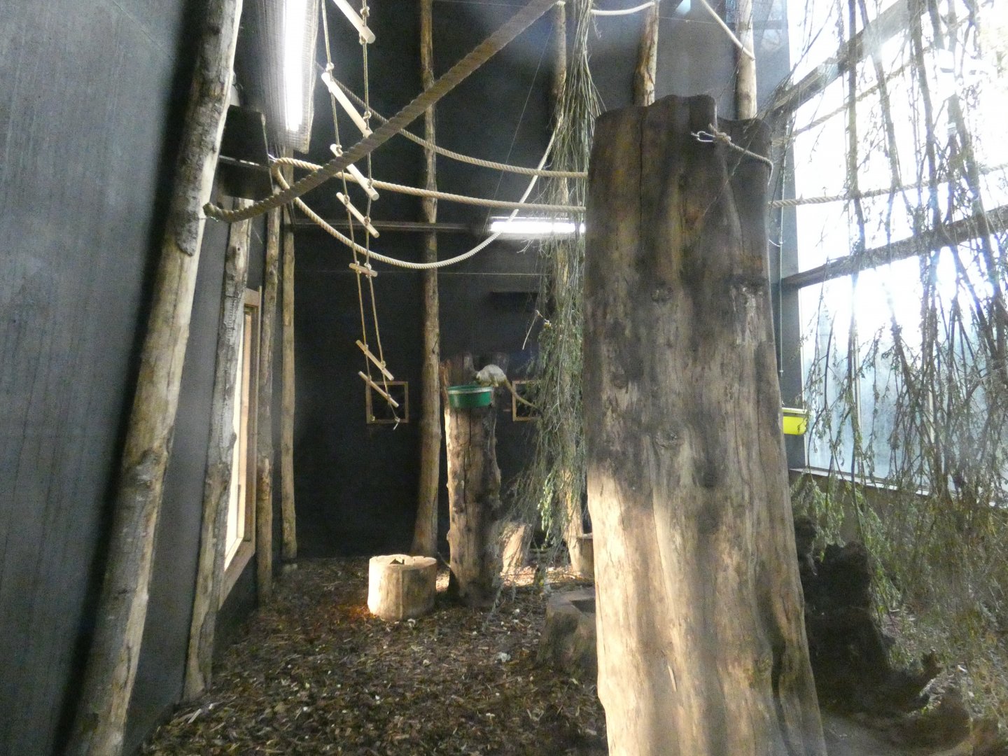 Squirrel monkey indoor enclosure