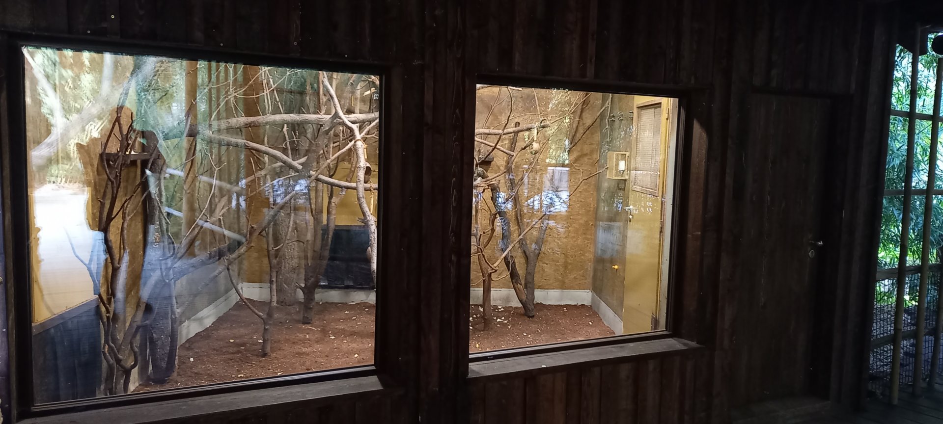 Squirrel monkey indoor-enclosure