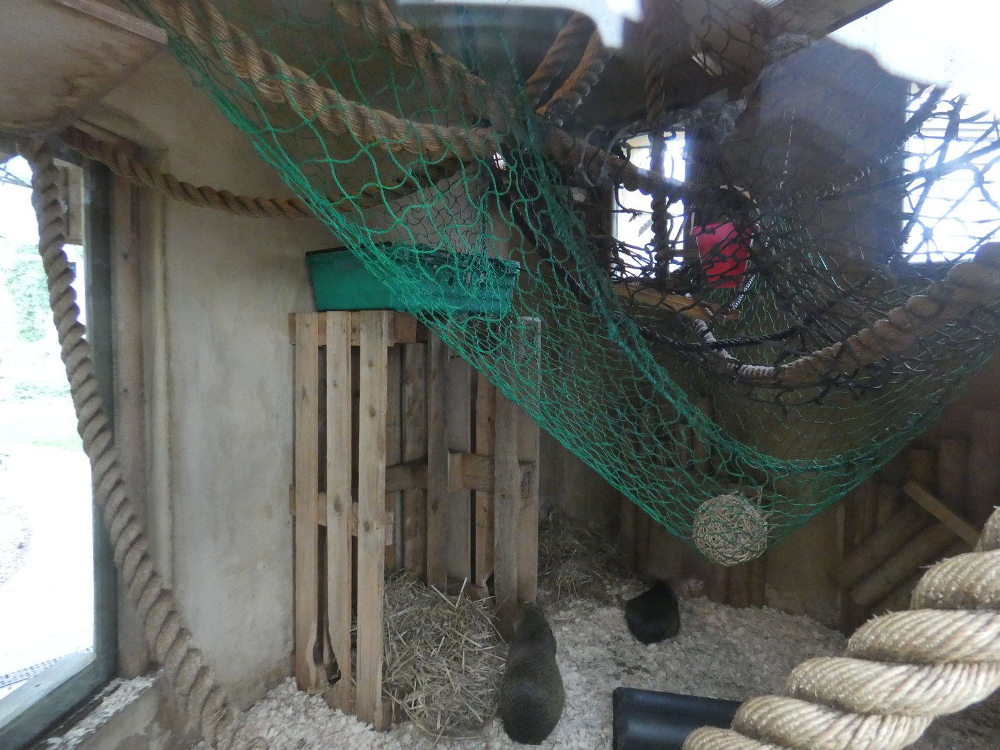 Squirrel monkey indoor enclosure