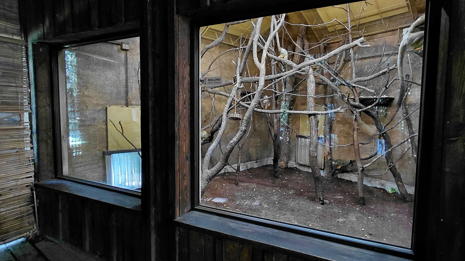 Squirrel monkey indoor exhibit