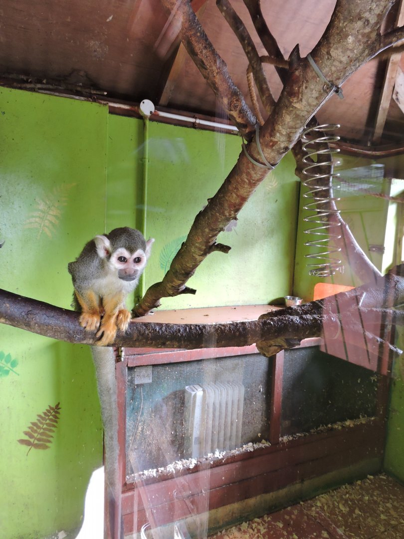 Squirrel Monkey Indoor