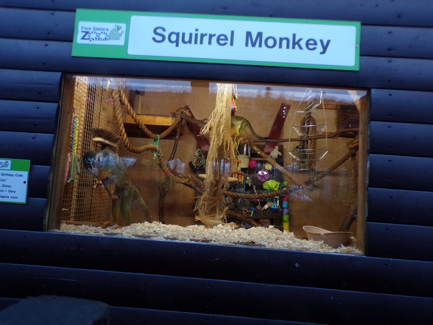 Squirrel monkey indoors 1.1.23