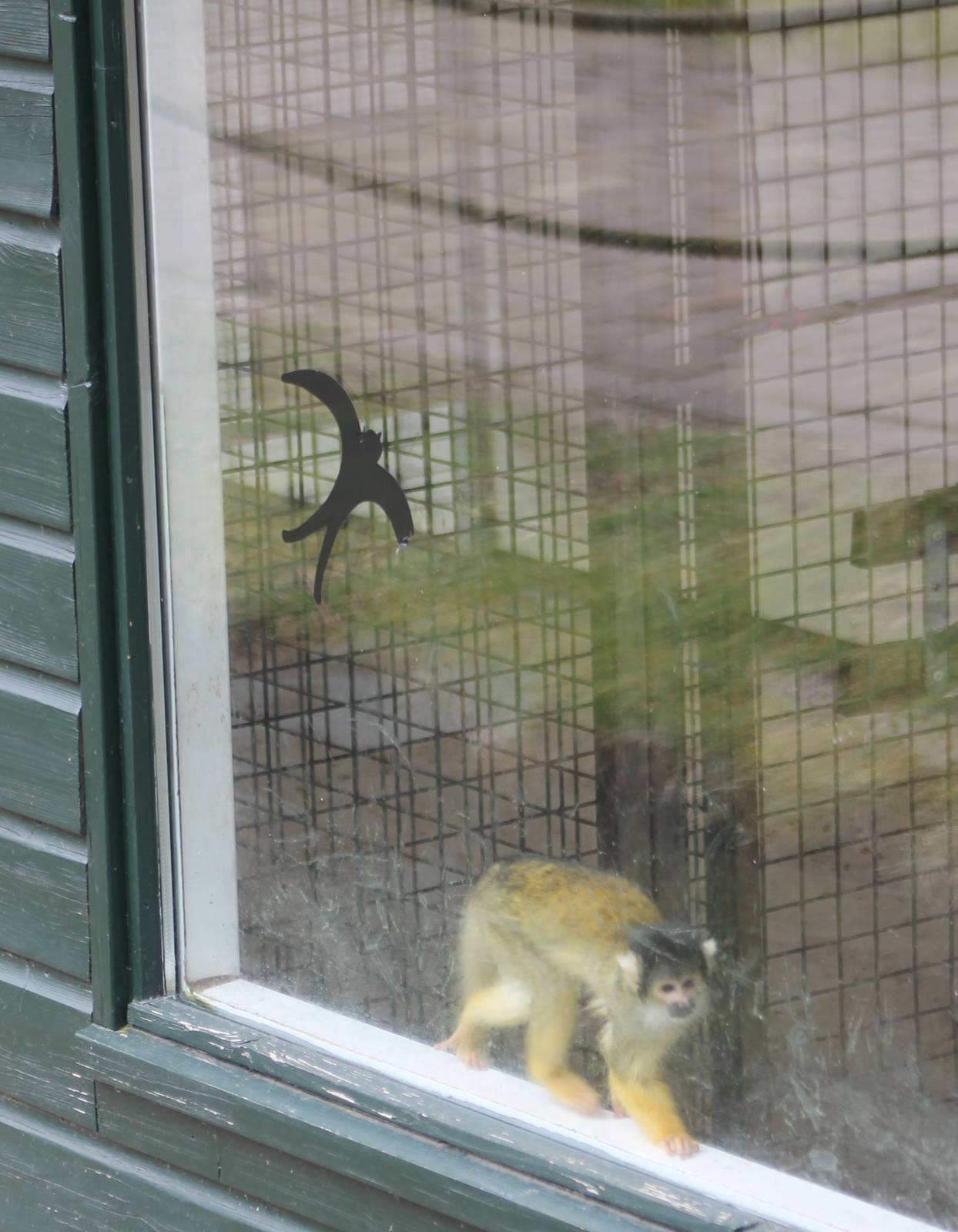 Squirrel monkey indoors