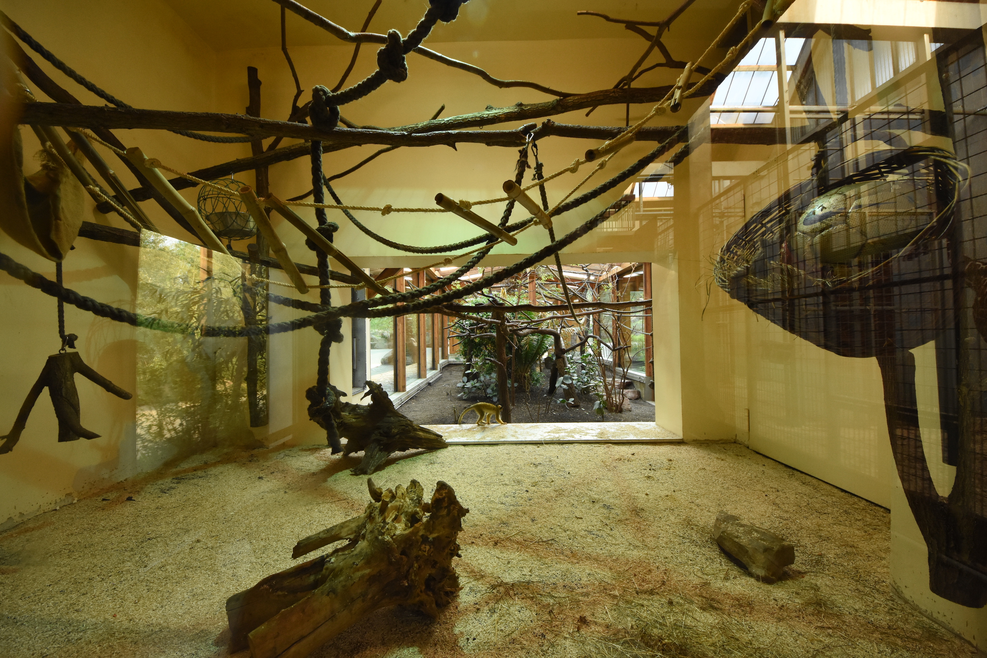 Squirrel monkey indoors