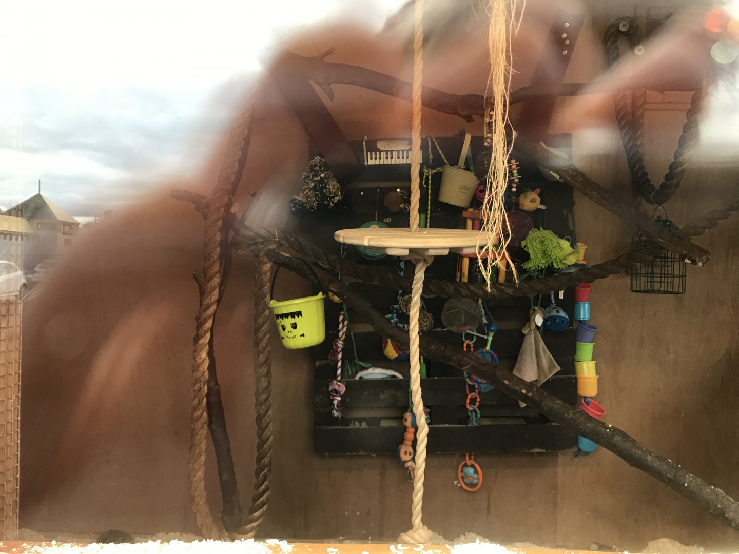 Squirrel monkey indoors