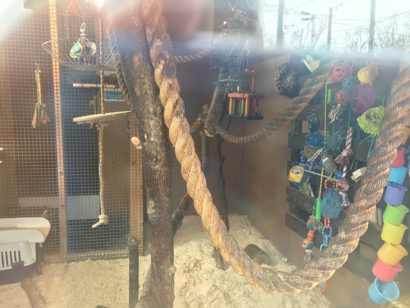 Squirrel monkey indoors