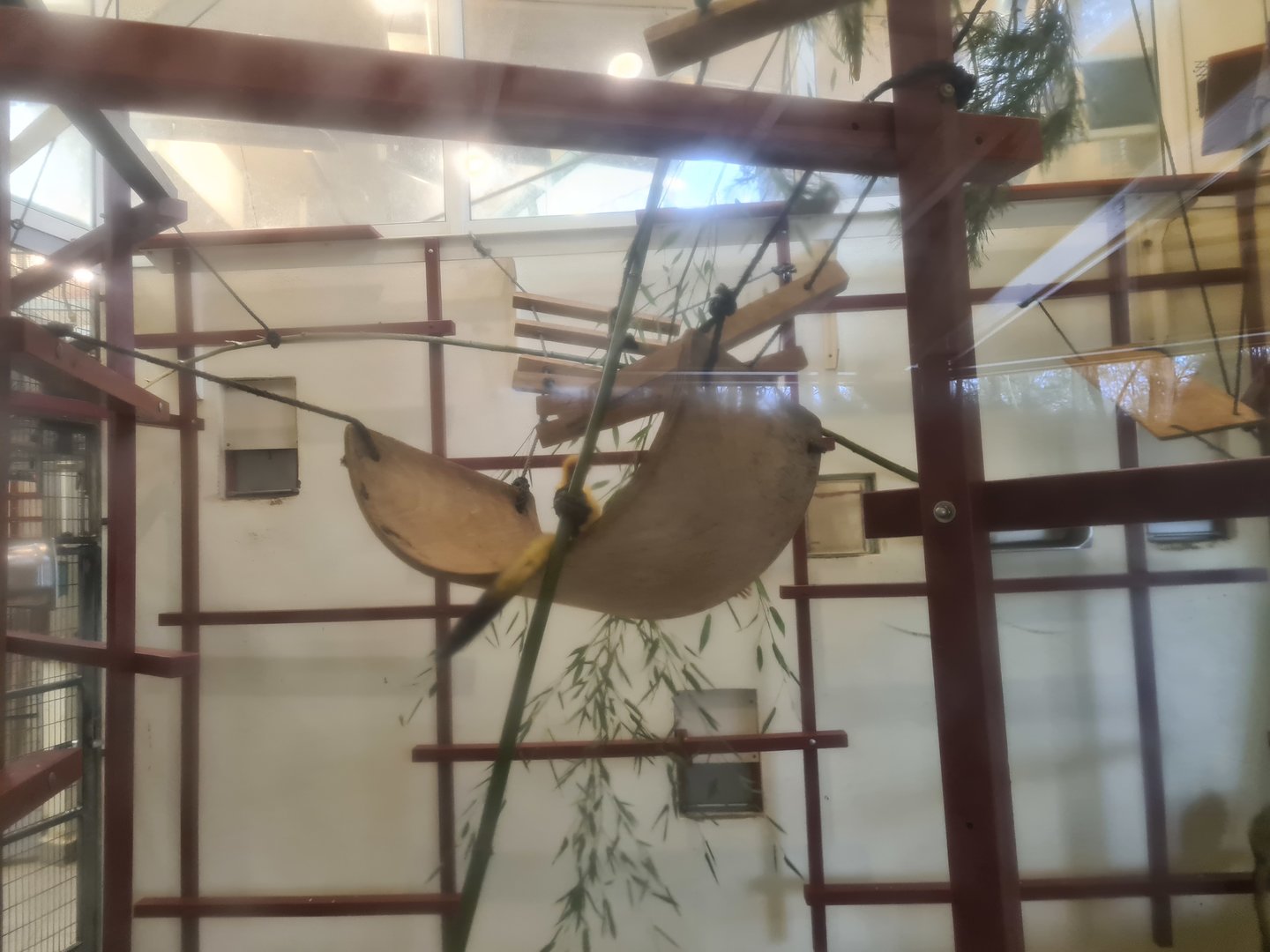 Squirrel monkey indoors