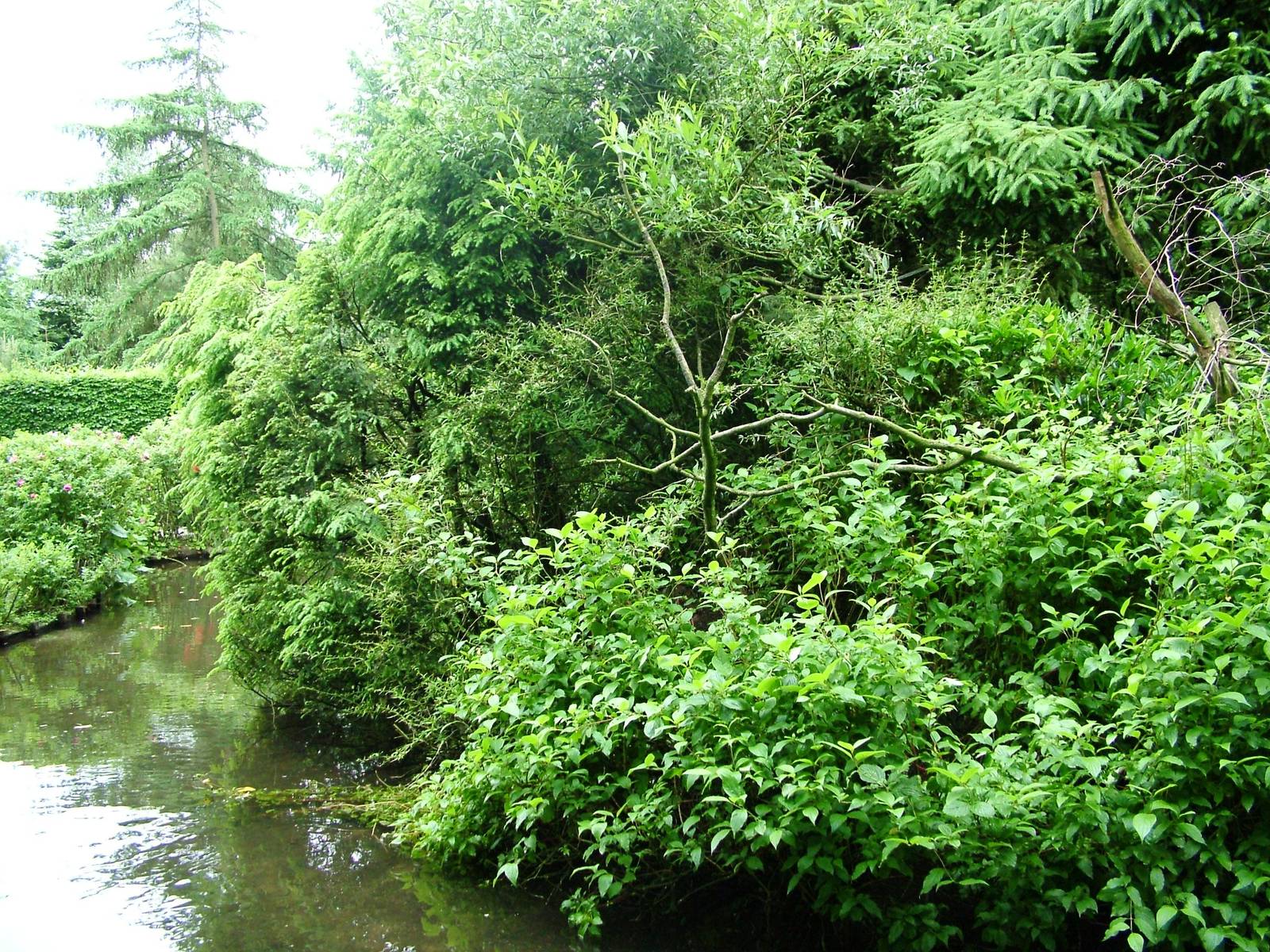 Squirrel Monkey Island at Wissel Zoo, Epe, 01/06/12
