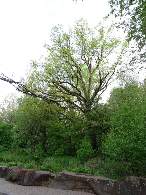Squirrel monkey island enclosure