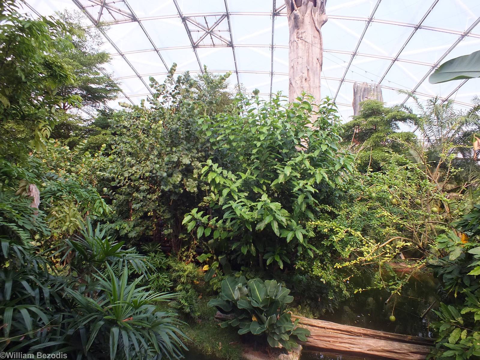 Squirrel Monkey Island in Gondwanaland