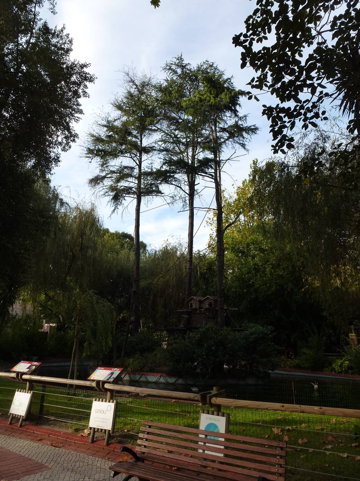 Squirrel monkey island, November 2013.