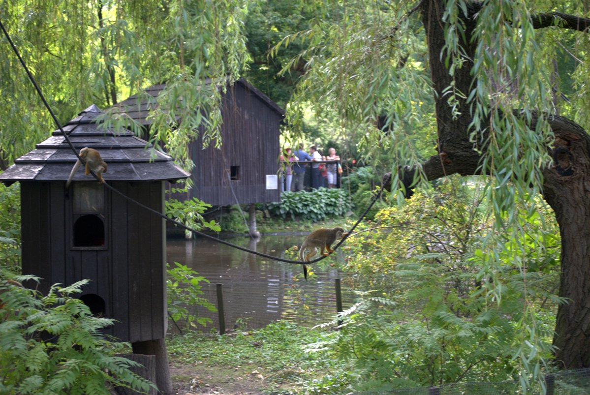 Squirrel Monkey Island