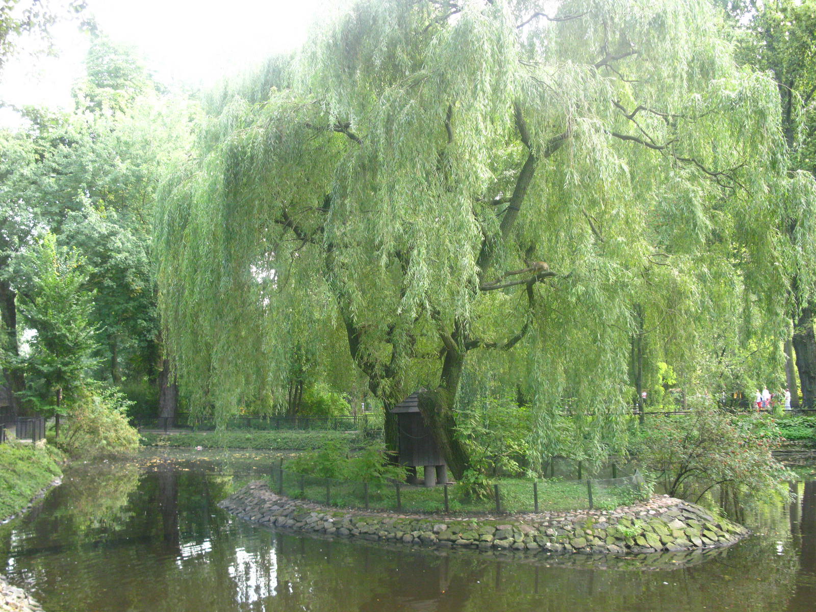 Squirrel Monkey Island