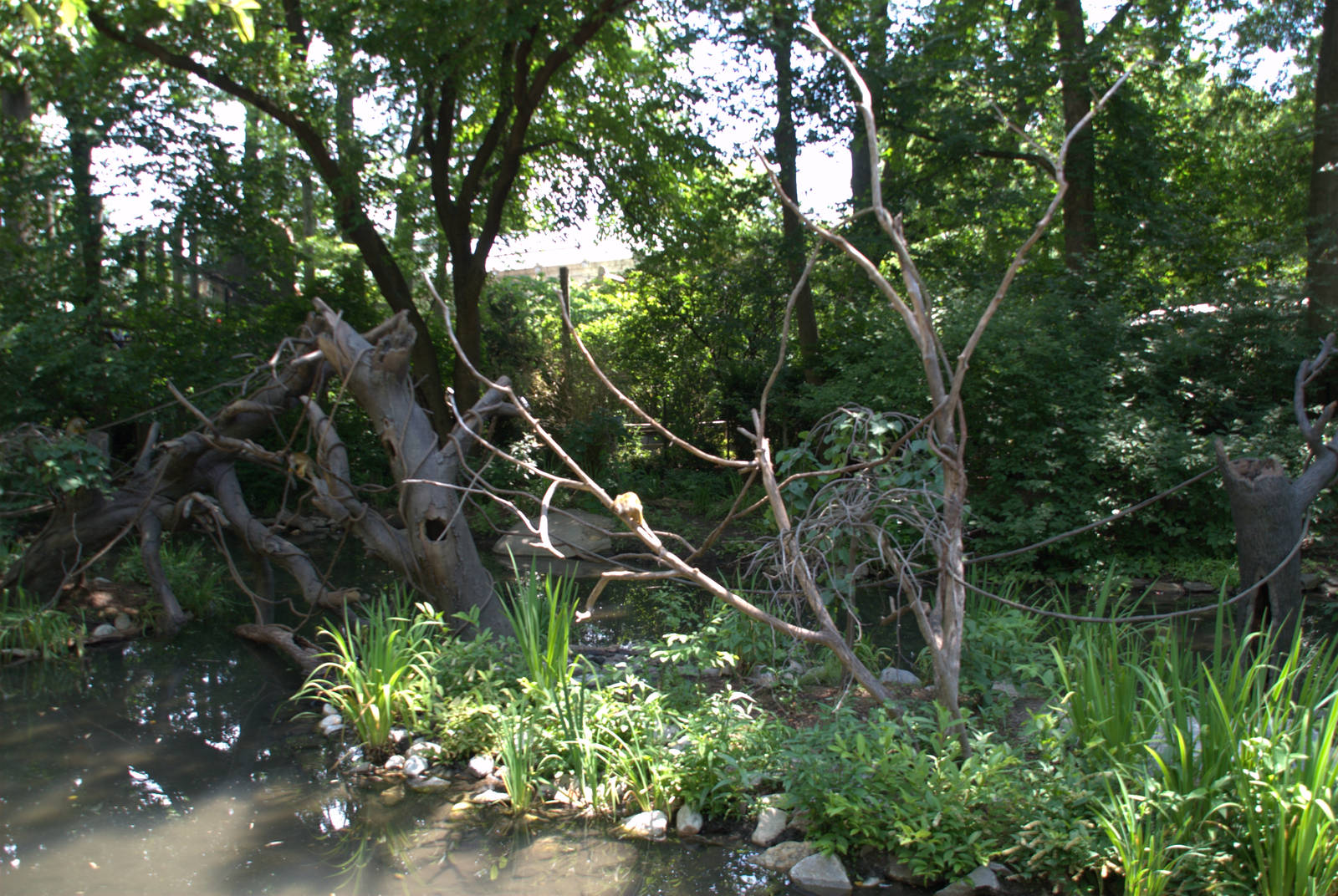 Squirrel Monkey Island