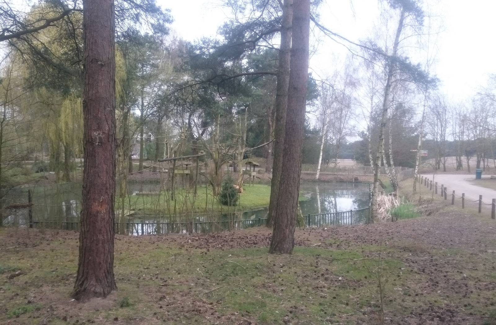 Squirrel monkey island