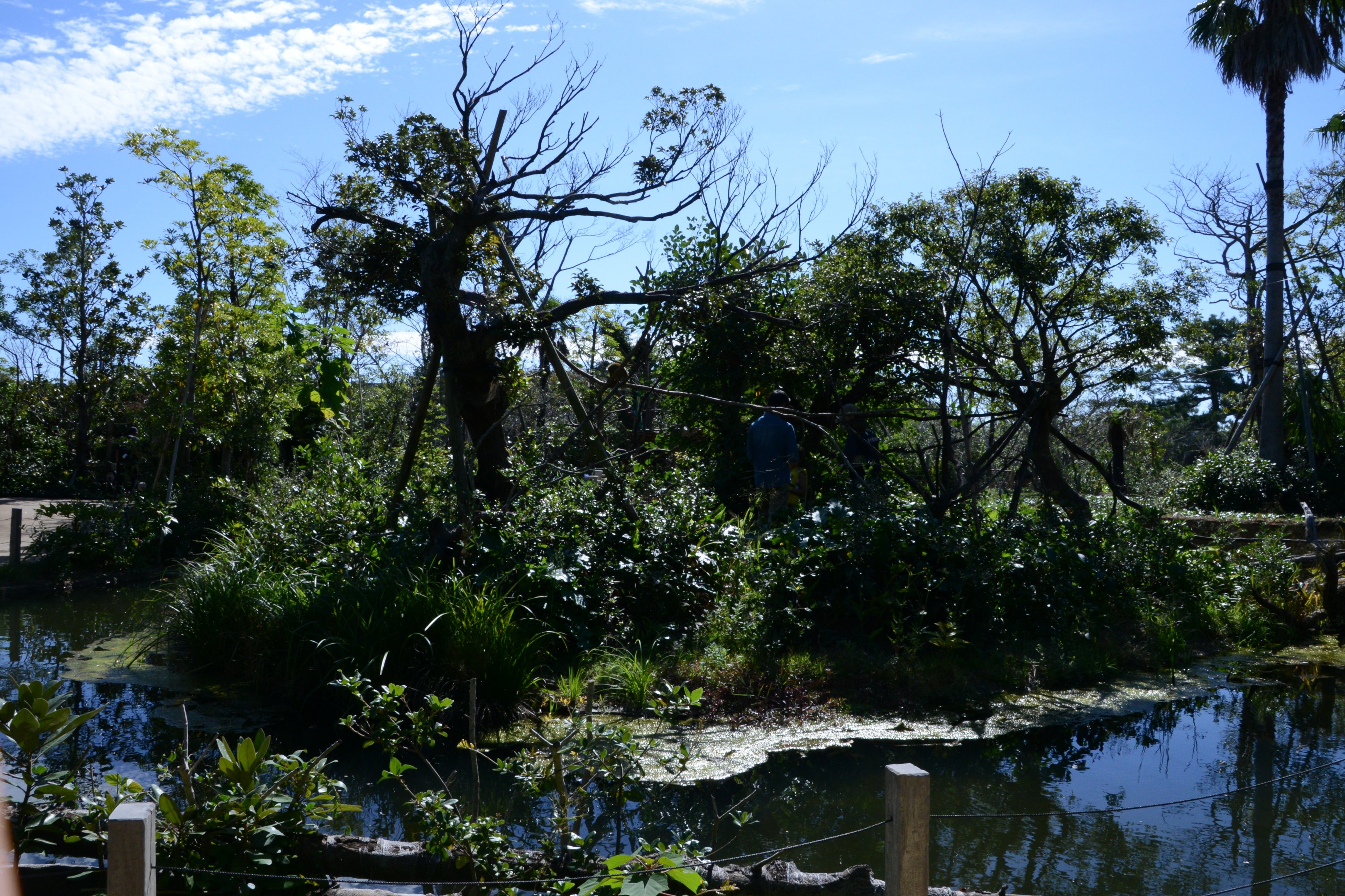 Squirrel monkey Island