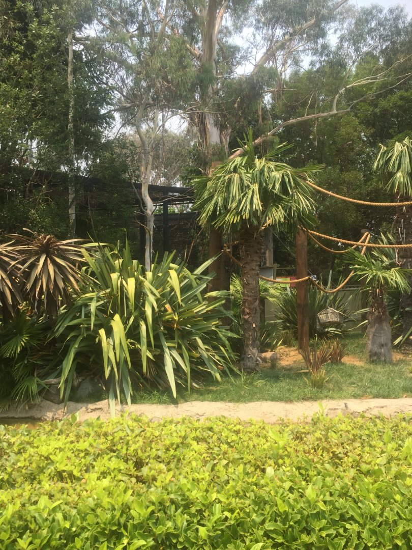 Squirrel Monkey Island