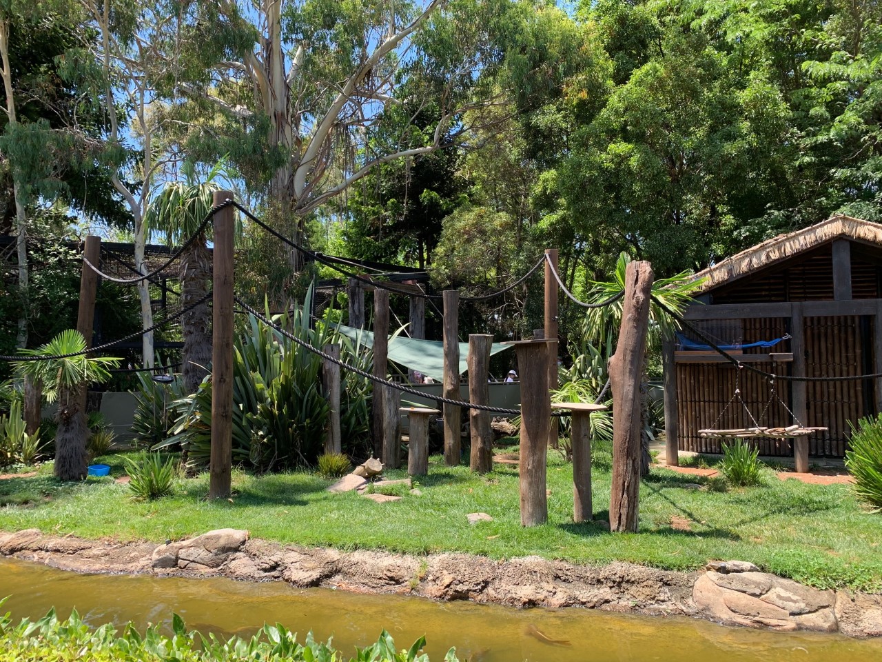 Squirrel Monkey Island