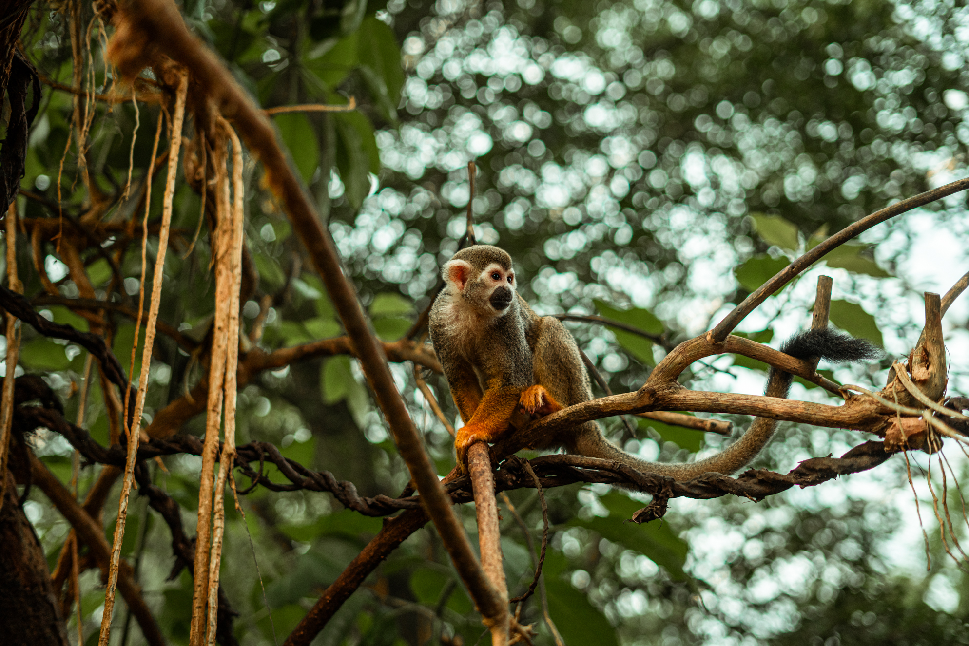 Squirrel monkey island