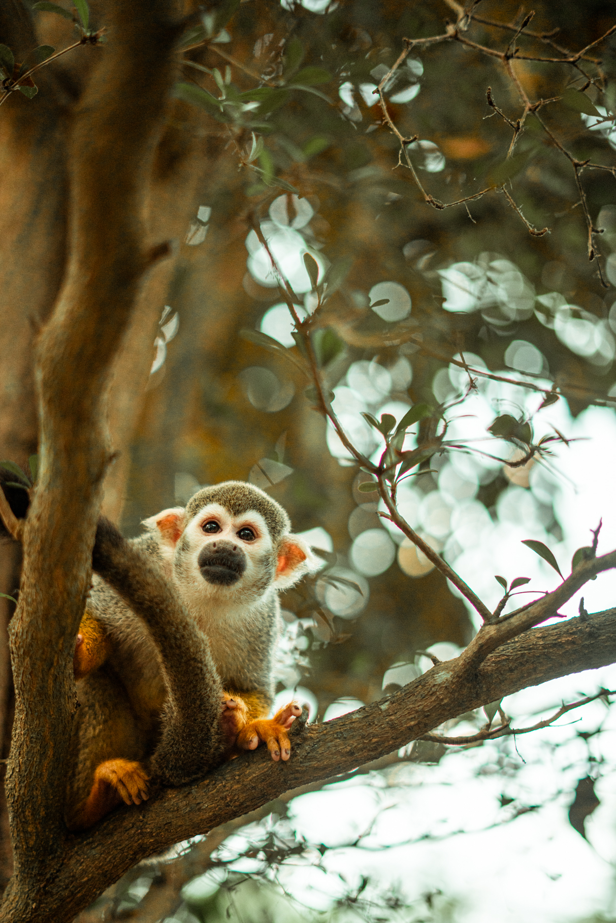 Squirrel monkey island