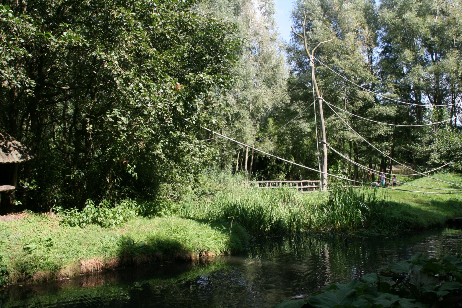 Squirrel monkey islands