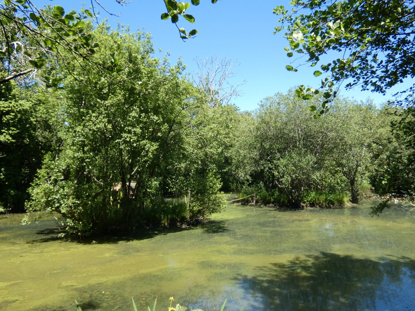 Squirrel monkey islands