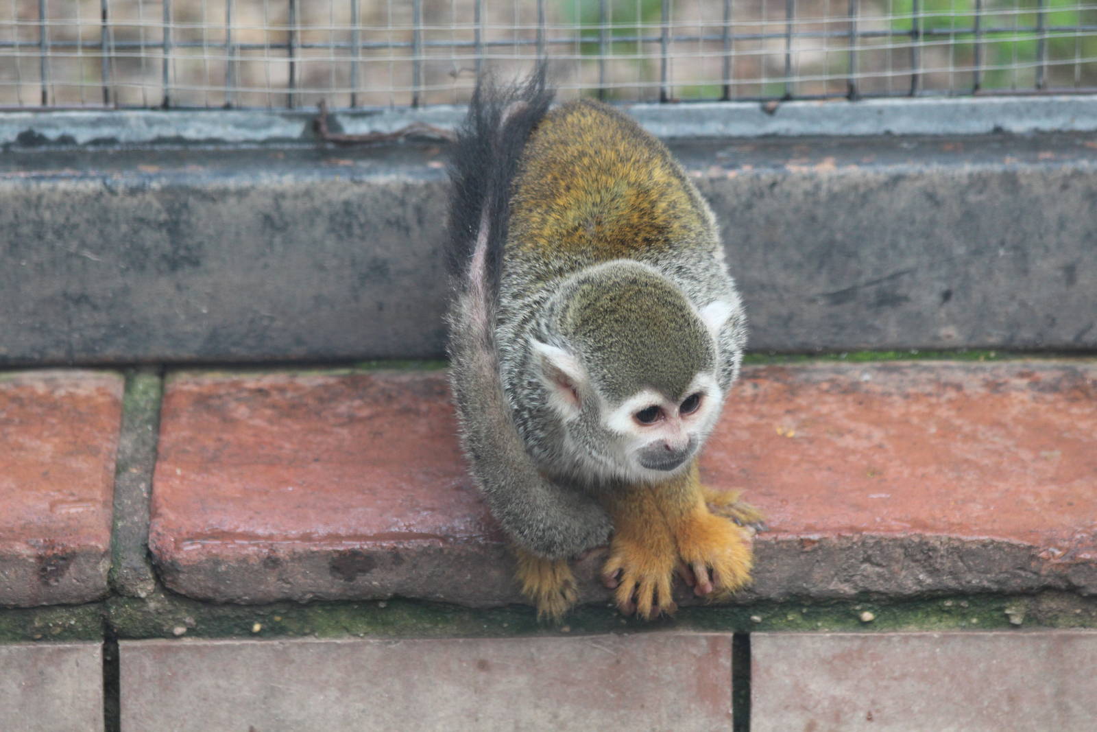 Squirrel Monkey - Jan 2014