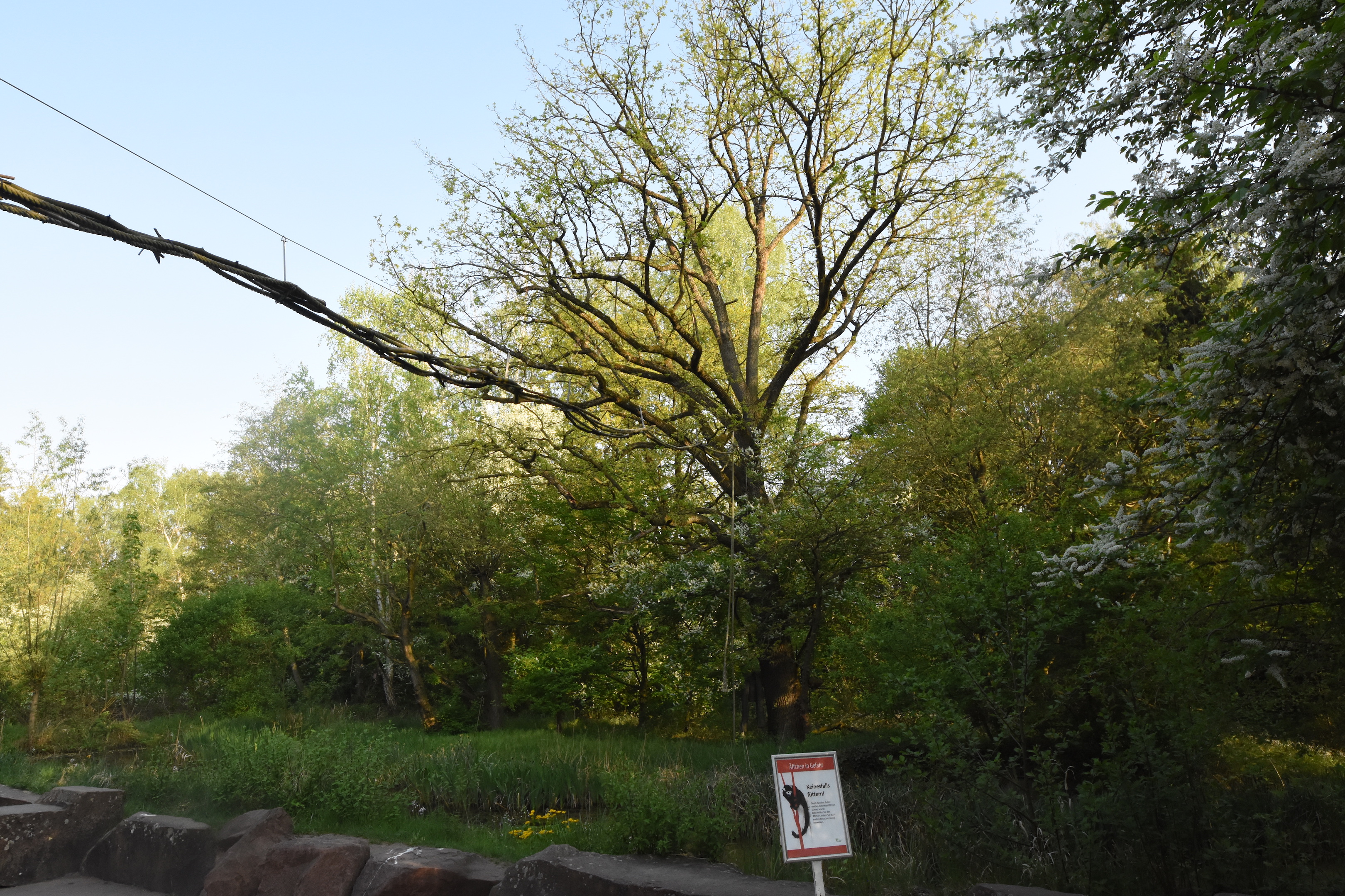 Squirrel monkey - Main outdoor enclosure