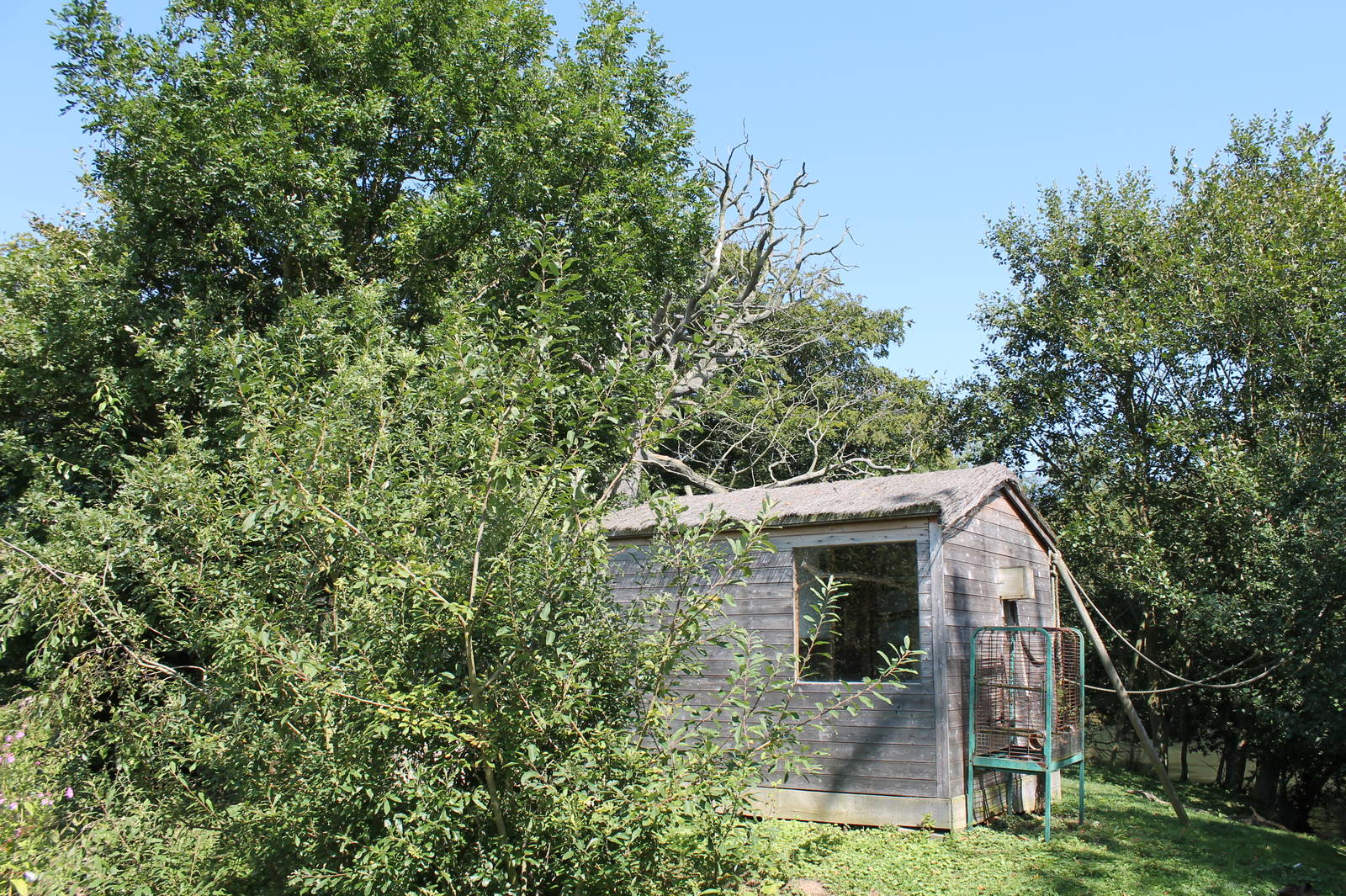Squirrel Monkey/Marmoset Island
