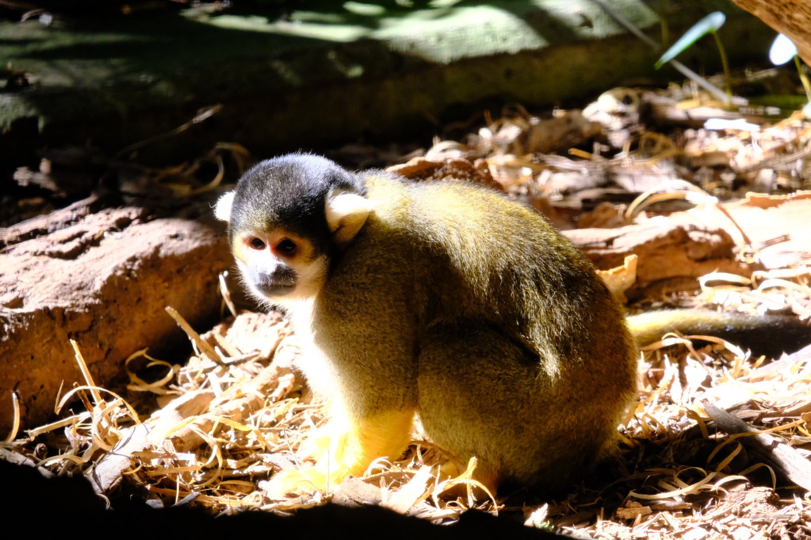Squirrel Monkey - Melbourne Zoo