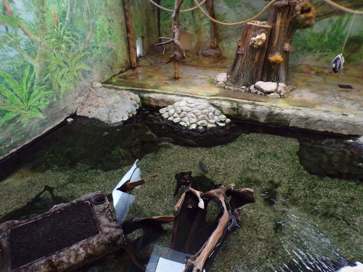 Squirrel monkey moat 13.7.25