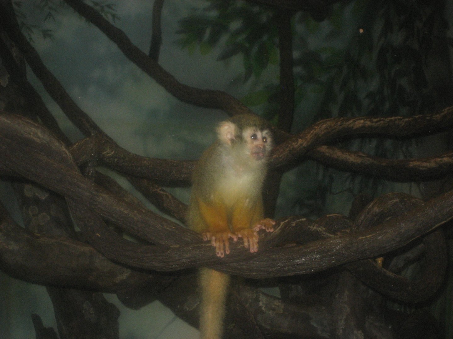 Squirrel monkey, Monkey House (August 2010)