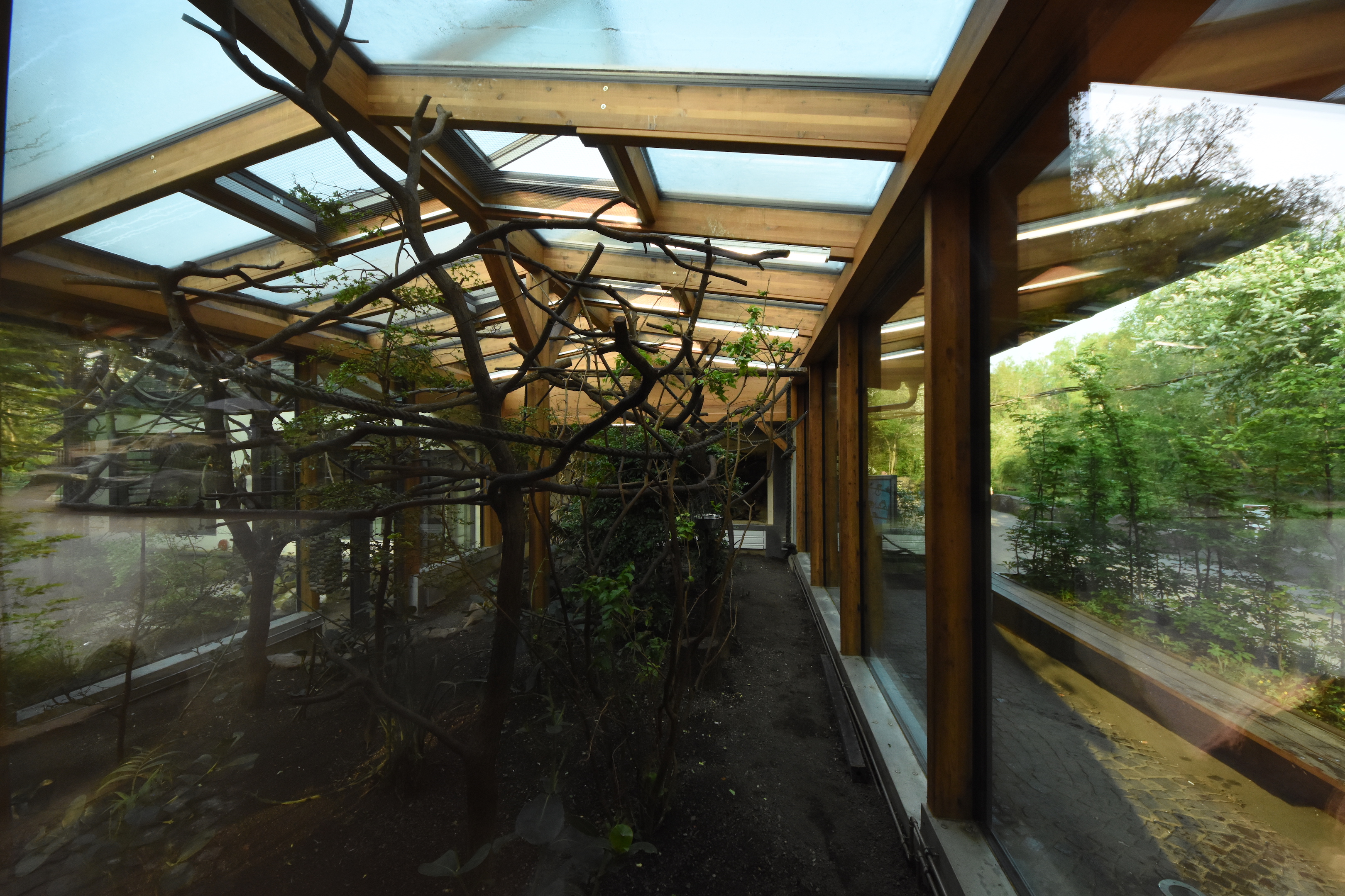 Squirrel monkey - New indoors