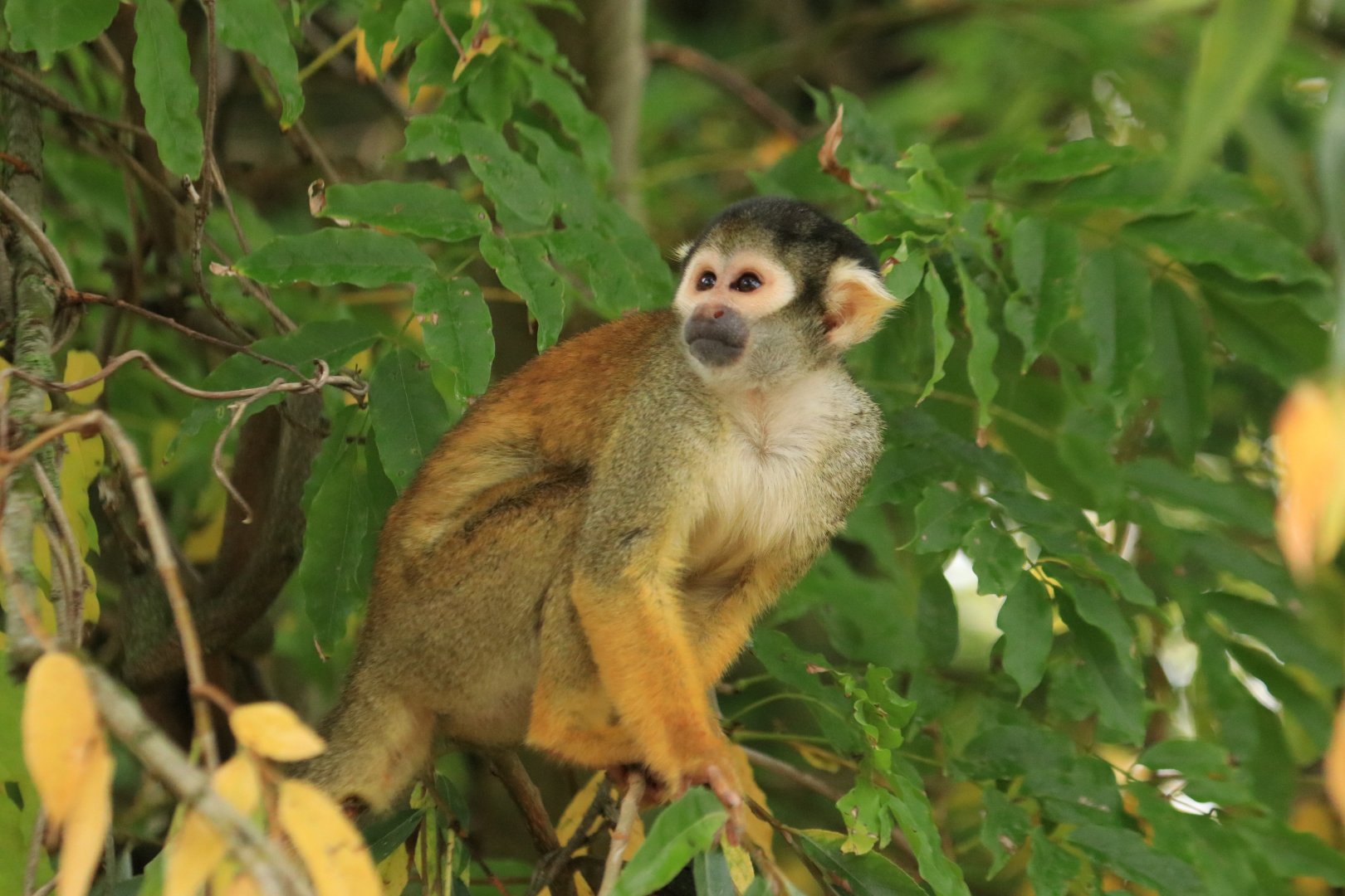 Squirrel monkey (November 2019)