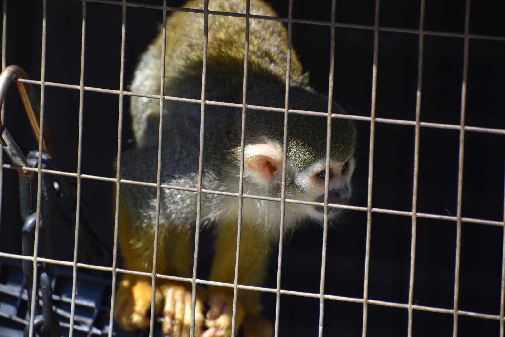 Squirrel Monkey On The Move