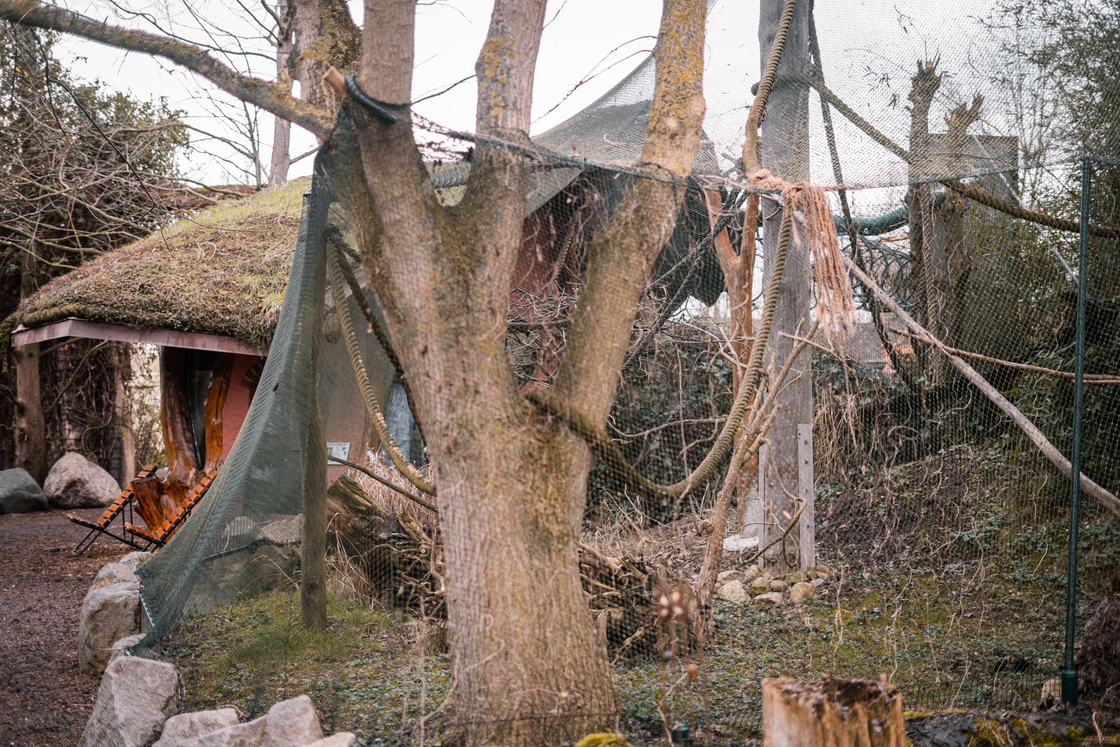 Squirrel Monkey outdoor enclosure next to the playground