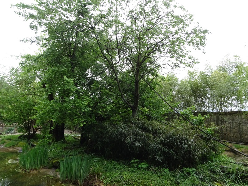 Squirrel monkey outdoor enclosure
