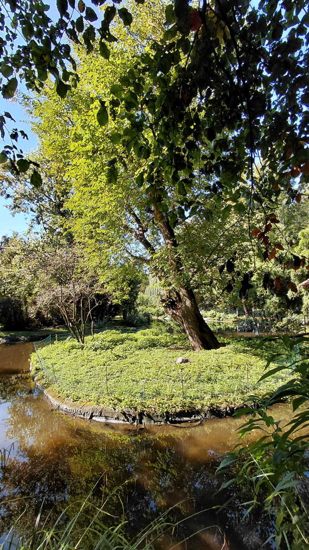 Squirrel monkey outdoor exhibit