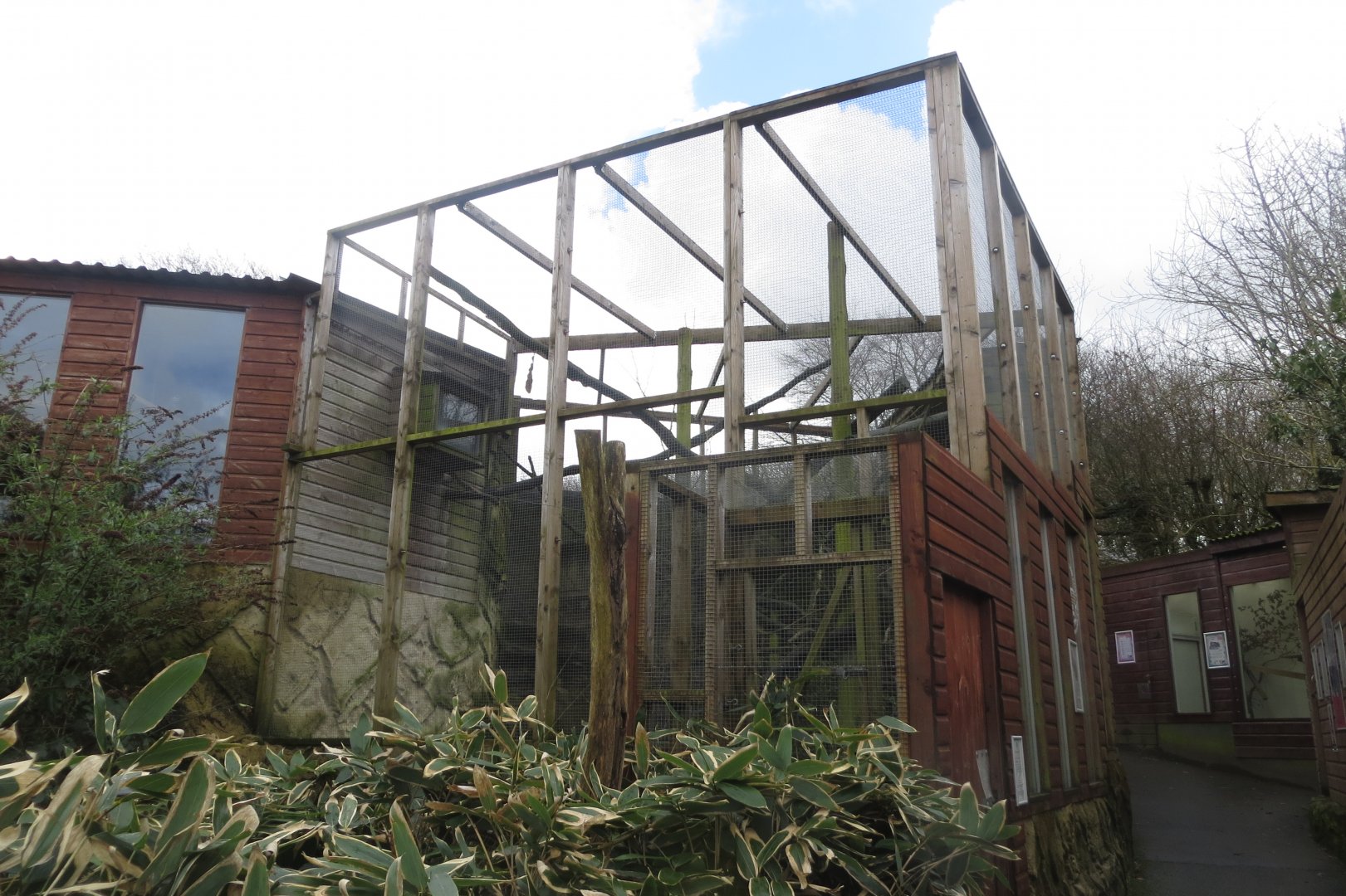 Squirrel monkey outdoors 040319