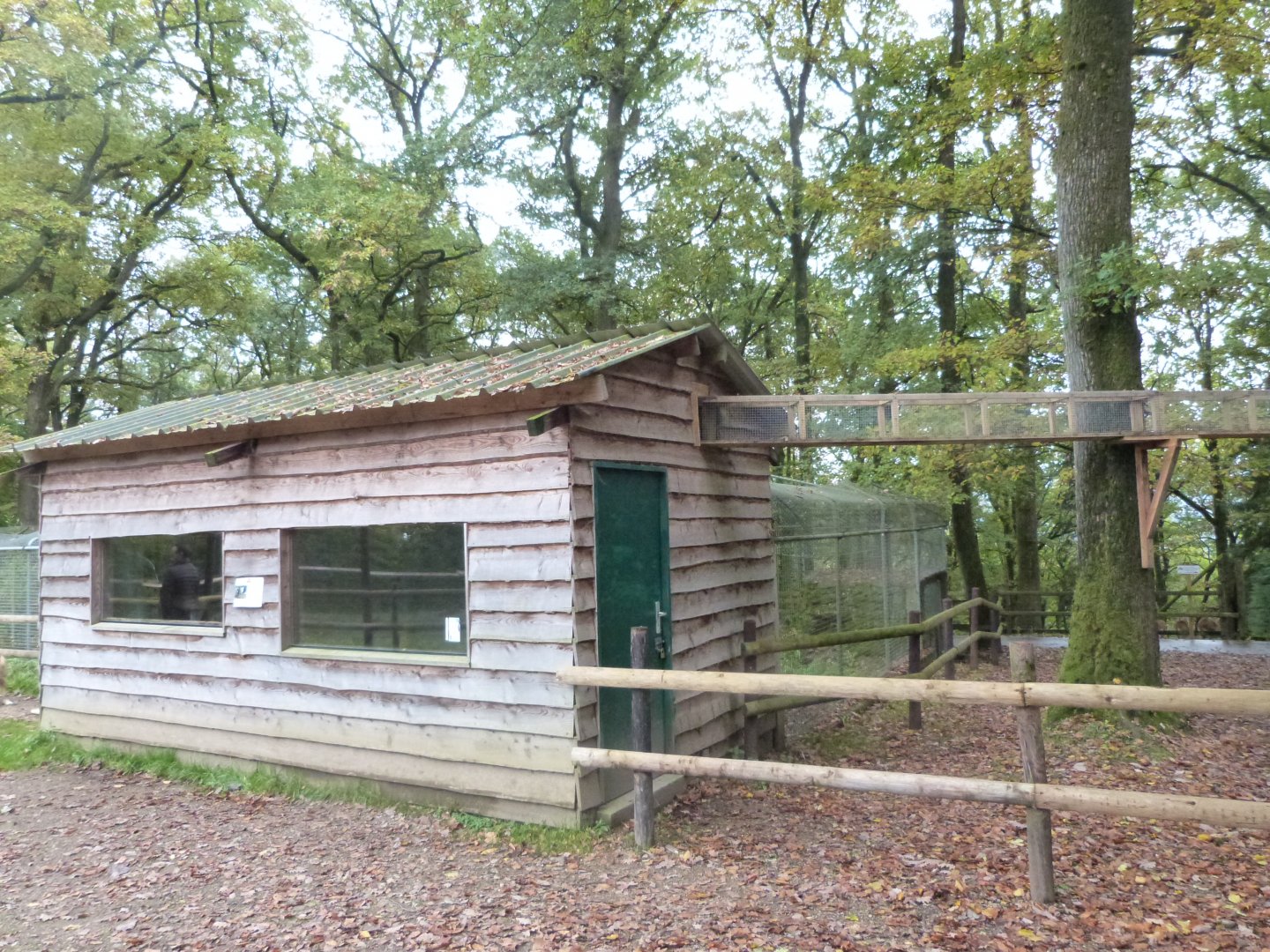 Squirrel monkey - Parc animalier de Bouillon
