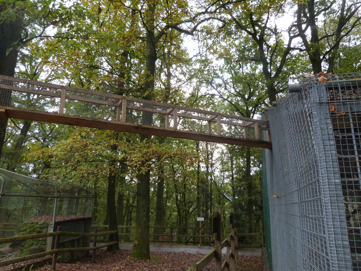 Squirrel monkey - Parc animalier de Bouillon