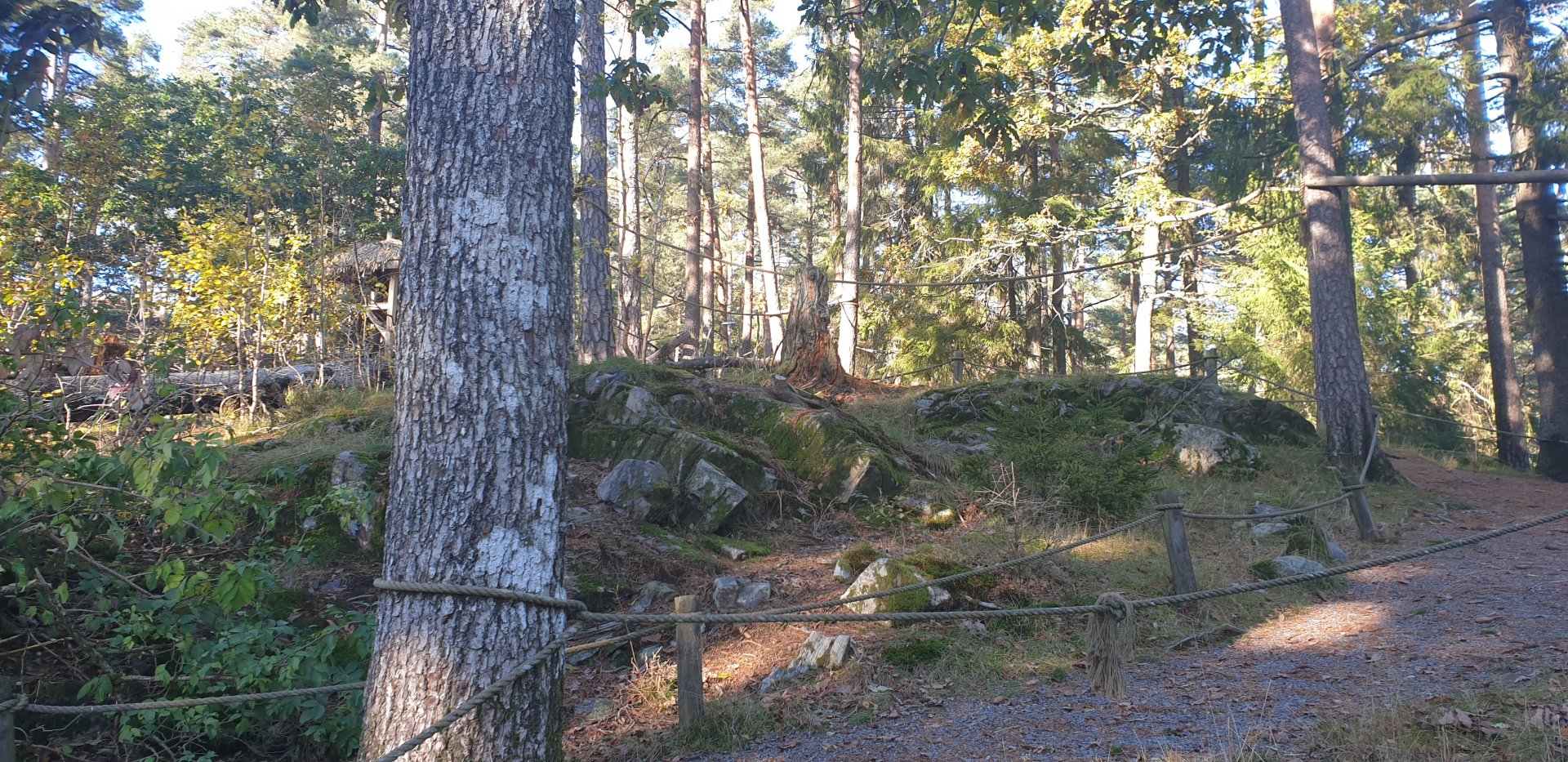 Squirrel Monkey/Ring-tailed Lemur walk-through woods