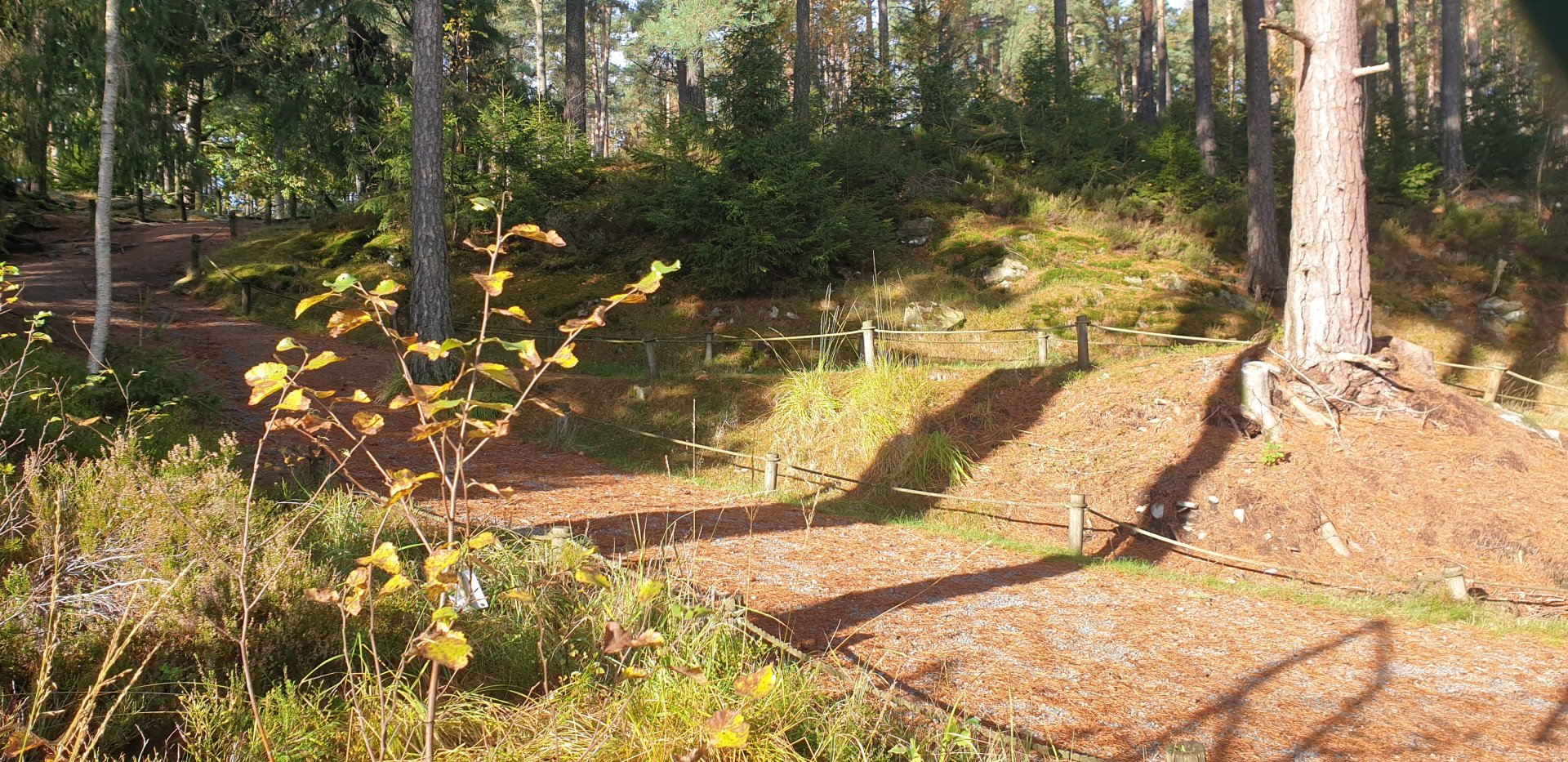 Squirrel Monkey/Ring-tailed Lemur walk-through woods
