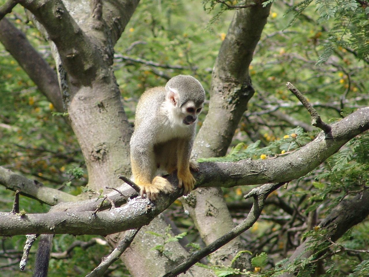 Squirrel Monkey (Saimiri sciureus)
