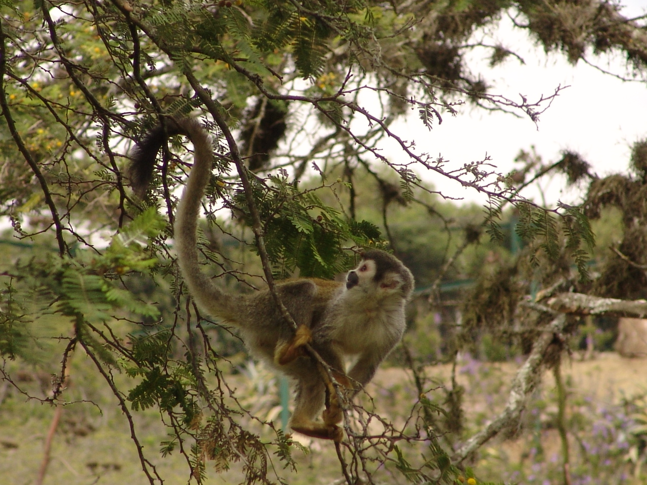 Squirrel Monkey (Saimiri sciureus)